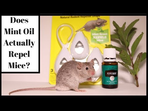 , title : 'Does Mint Oil Actually Repel Mice?  Let's Test It Out With Real Mice.'