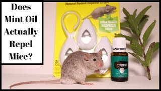 Does Mint Oil Actually Repel Mice?  Let