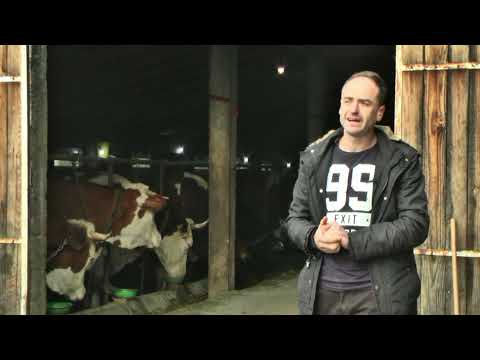 - 50 MUZNIH KRAVA I PROIZVODNJA KVALITETNOG MLIJEKA KOD ADNANA, VISOKO 2021