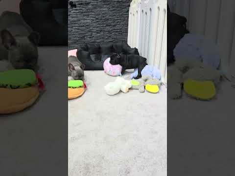 Video 3