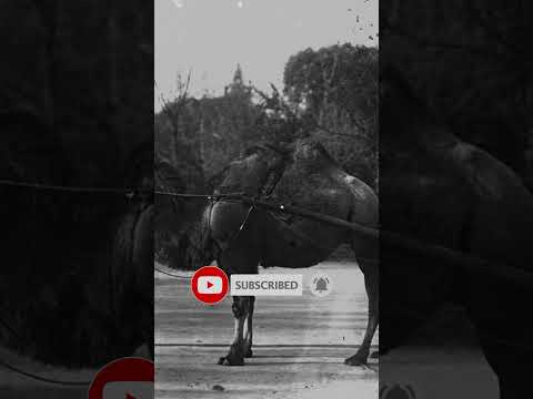 Rare Historical Photos From the Past Part 05