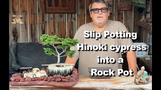 Slip potting a Hinoki cypress