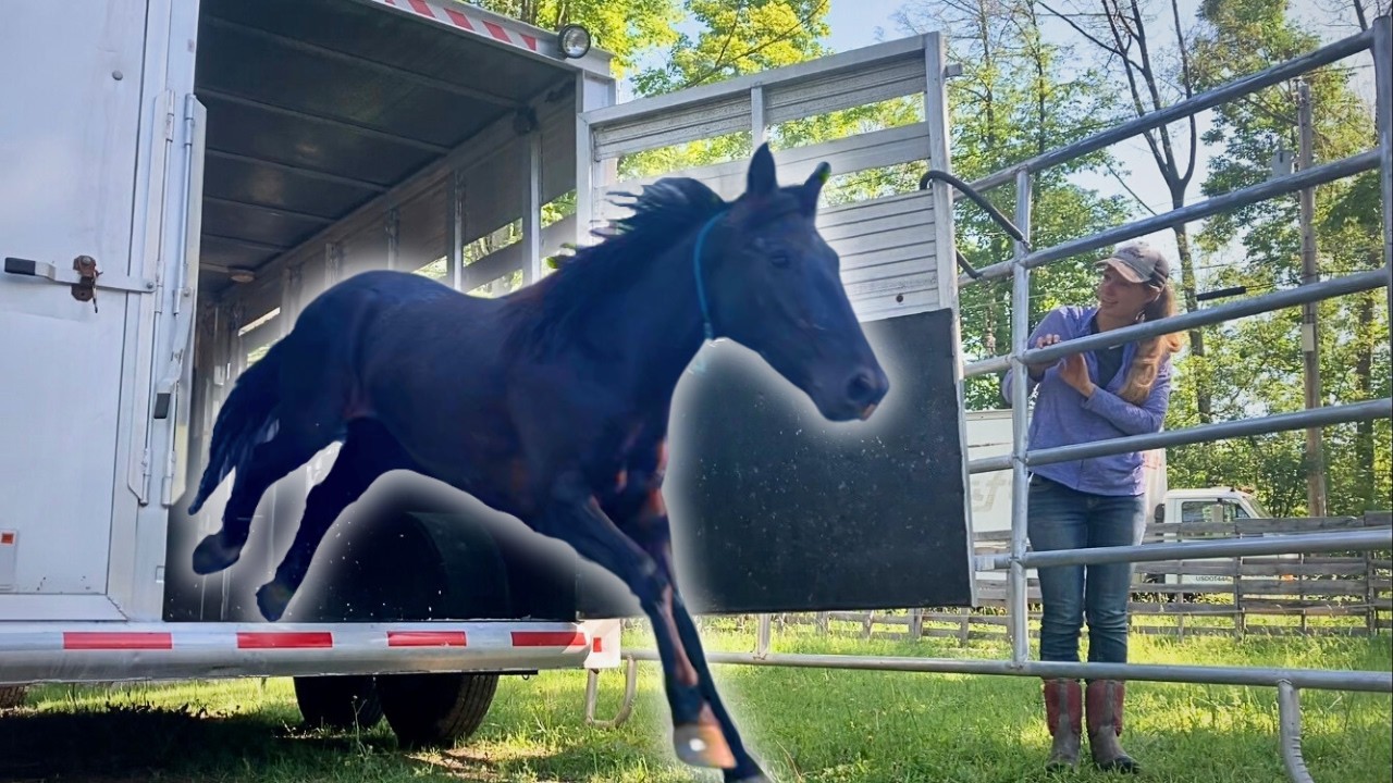 MY NEW WILD MUSTANG ARRIVES! Seeing her for the FIRST TIME!