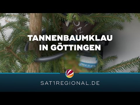 Tannenbaumklau in Göttingen: Diebe schlagen wieder zu