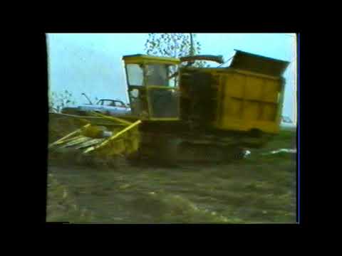 Loonw. Gebr. Huys - Aalter / Hansbeke - New Holland 1880 - Field Queen 7655 - Moeras hakselaar