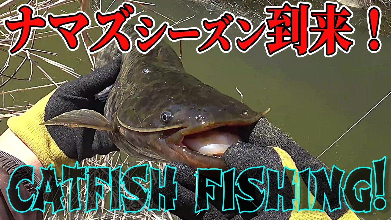 【ナマズ釣り】久しぶりの野池は…