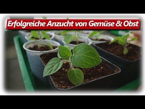 , title : '10 häufige Fehler der Jungpflanzen Anzucht vermeiden!'