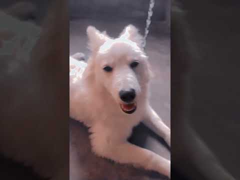 My cuteeeeee dog 🤌🏻🫂❤️