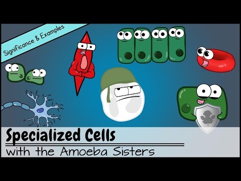 Specialized Cells: Significance and Examples