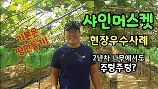 샤인머스켓 2년생 나무에서도 주렁주렁? 현장사례 ㅡ 기본은 땅만들기에서부터!
