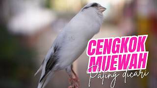 Download lagu SUARA KENARI PANDA GACOR ISIAN MEWAH - MASTERAN KENARI ISIAN BLACKTHROAT MUDAH DITIRU BURUNG BAHAN mp3