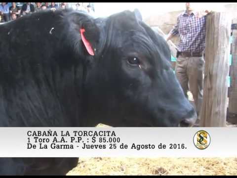 25-08-16 Venta de Toros A.A. P.P. - Cabaña La Torcacita - De La Garma