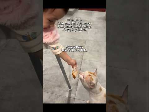 Subhanallah #shorts #cat #kucing #catlovers #animals #love #pets