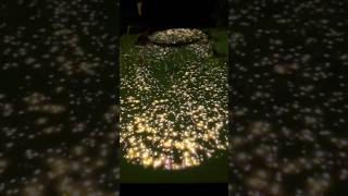 My Celebrity Cruise meal came to life on Celebrity Reflection. #cruise #cruisevlog #food