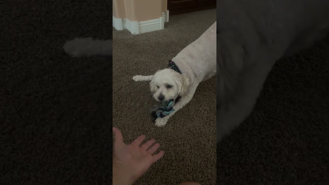 Enlarge Joey, a ADOPTABLE mixed breed in Scottsdale, AZ video 2/5