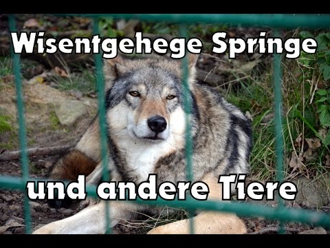 Wisentgehege Springe
