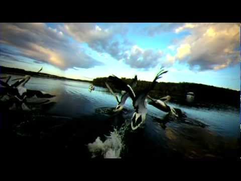 Steve Brian - Cacatua (Original Cut) HD