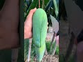🥭 How To Cut Tasty Mango On My Farm 🥭ASMR | Fresh Fruit Cutting In My Farm