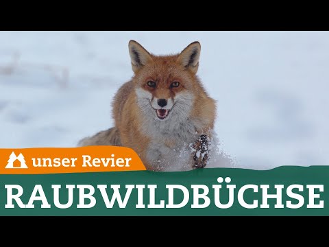 Fuchsjagd: Vom Kaliber bis zum Schaft – Darauf kommt es bei Raubwildbüchsen an  | unsere Jagd