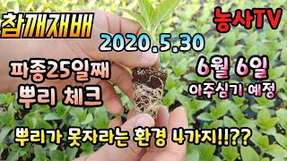 참깨재배, 파종 25일째 뿌리양 체크해보기,  뿌리가 못자라는 환경 4가지 [농사TV]
