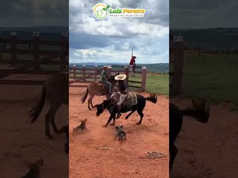 Tem pulo para dar, doar e vender #Boiadeiro#Boibravo#Agro#Touro#Nelore#Vidanaroça #rodeio#montaria