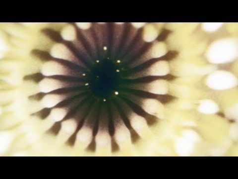Video thumbnail for Split