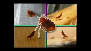 EXTERMINO DE CHINCHES 2