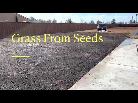 Grass From Seed Day 1 To Day 25 Tall fescue grass