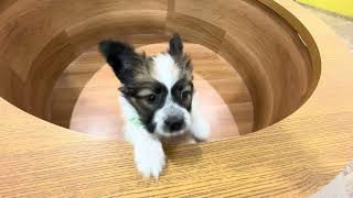 パピヨンの動画01