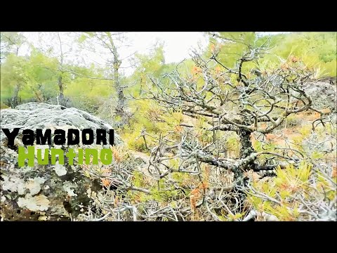 Pine Tree Υamadori Hunting Vol. 12 - Bonsai Inspiration From Nature Deep in The Forest