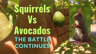 The Avocado War Update: Trying a Few Methods to Stop Squirrels