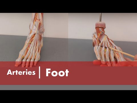 Arteries of the Foot