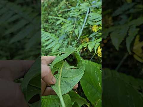 có tổ chim kìa