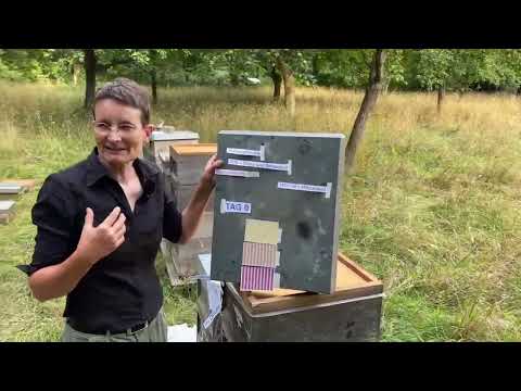 Gemeinsam Teilen und Behandeln - Live von Pias Bienenstand - 25.07.