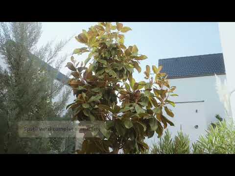 Soleil Homes | Case noi, moderne și luminoase în Dumbrăvița