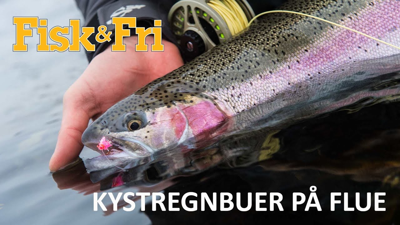 NY VIDEO: KYSTREGNBUER PÅ FLUE: