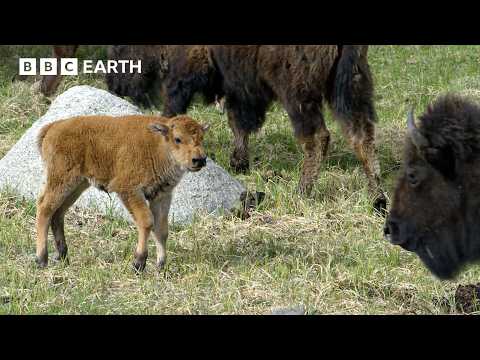 Bison Calf vs Wolf Pack: Can the Herd Save Him in Time? | Great American Thaw | BBC Earth