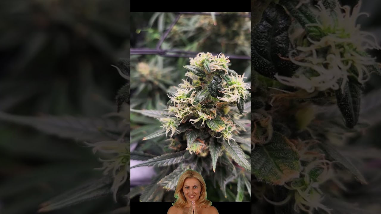 Growing Marijuana Stems growing from nugsbud