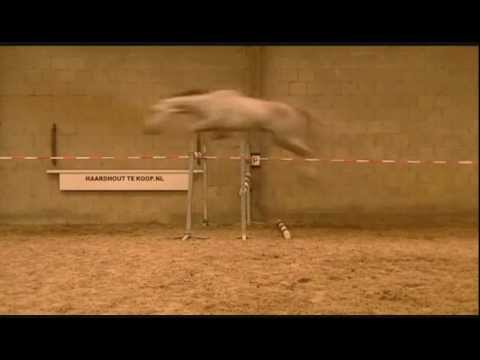 **SOLD** Carthino Z x Habsburg ~ Loose-jumping video