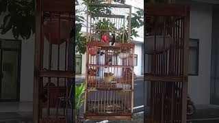 Download lagu SUARA PIKATAN AMPUH #kecialkuningjuara #birds #masteranjernih #kicaumania #pikatburungpleci #pleci mp3 Download lagu SUARA PIKATAN AMPUH #kecialkuningjuara #birds #masteranjernih #kicaumania #pikatburungpleci #pleci mp3