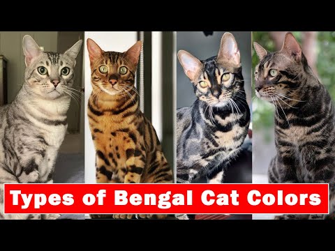 Types of Bengal Cat Colors | Bengal Cat Coat Colous 2022