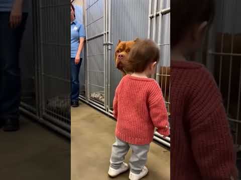 Tiny Girl vs Giant Dog… Watch This 😳🐾 #shorts  #adoptstrays #pitbull🐾❤️🐕 #viral