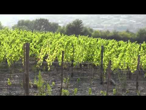 Foria XIV Sagra della Patata 2015