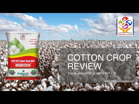 Cotton Seeds - Wholesale Price & Mandi Rate for Cotton Plant Seed