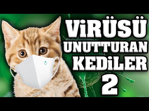 Talking Kitties That Will Make You Forget About the Virus 2 - The Funniest Cat Videos
