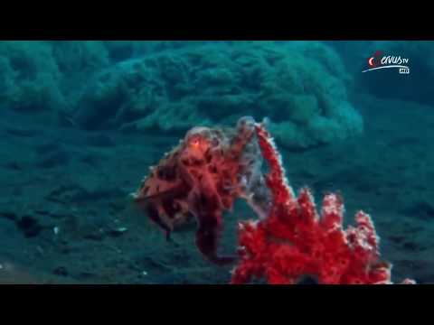 Die verrücktesten Kreaturen der Tiefsee - Doku HD