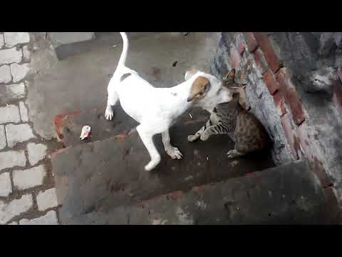 Dog & cat fight