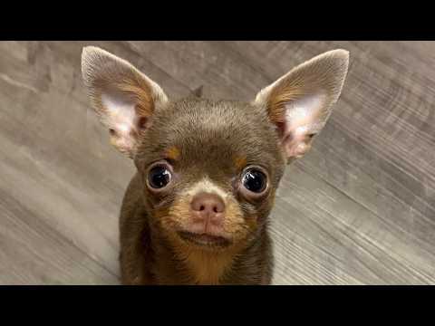 lil Chihuahua Learns to Howl Like a Husky