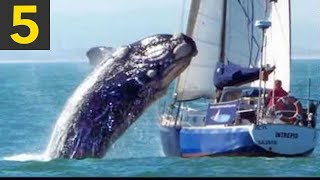 videos de risa ballenas vs barcos