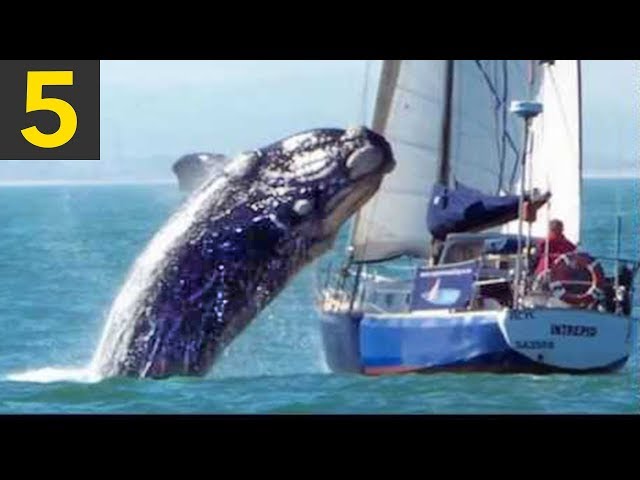 Top 5 Whale VS Boat Videos